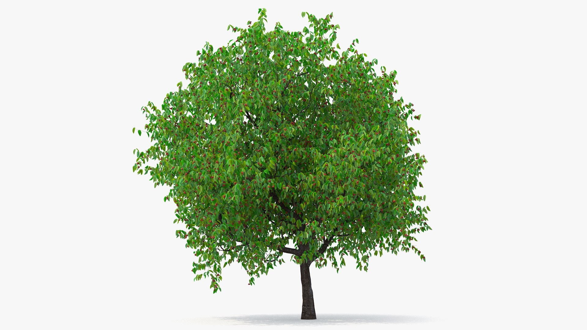 Cherry Tree Collection 3D model https://p.turbosquid.com/ts-thumb/w2/cVoNpM/m0/cherry_tree_collection_005/jpg/1771435578/1920x1080/fit_q87/4d68c472d14dd8d1be4050d74e0ca939b653791a/cherry_tree_collection_005.jpg