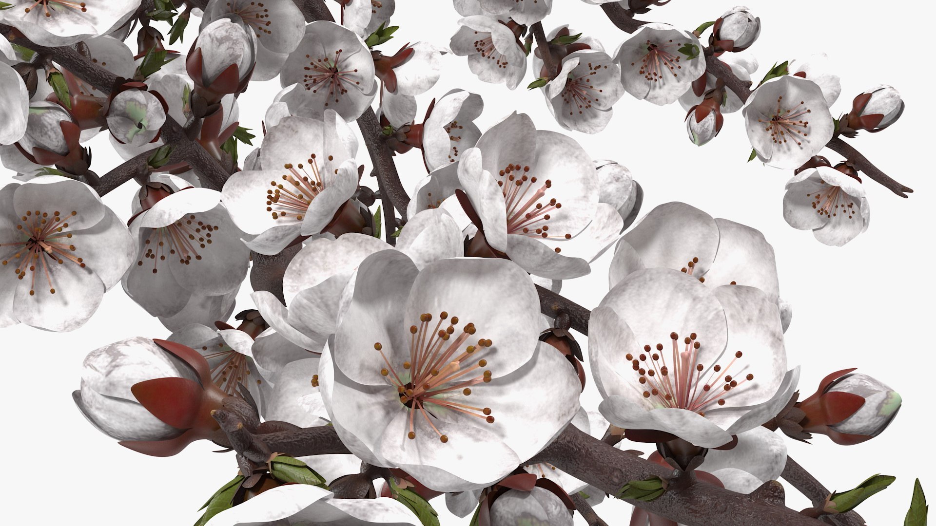 Cherry Tree Collection 3D model https://p.turbosquid.com/ts-thumb/w2/cVoNpM/xP/cherry_tree_collection_016/jpg/1771435589/1920x1080/fit_q87/ee5b6be70be40775a994b07d67f9c841e7208c23/cherry_tree_collection_016.jpg