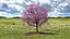Cherry Tree Collection 3D model