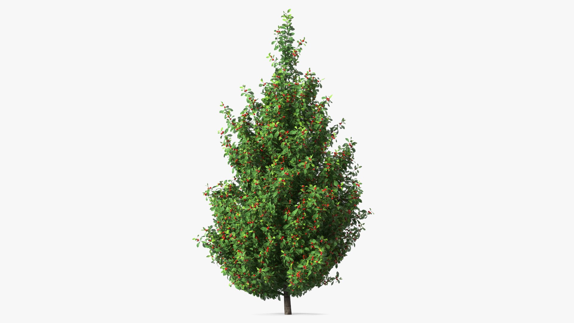 Holly Green Tree with Berries 3D model preview
