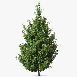 Holly Green Tree with Berries 3D