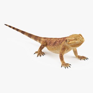 Realistic Bearded Dragon