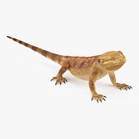 Realistic Bearded Dragon