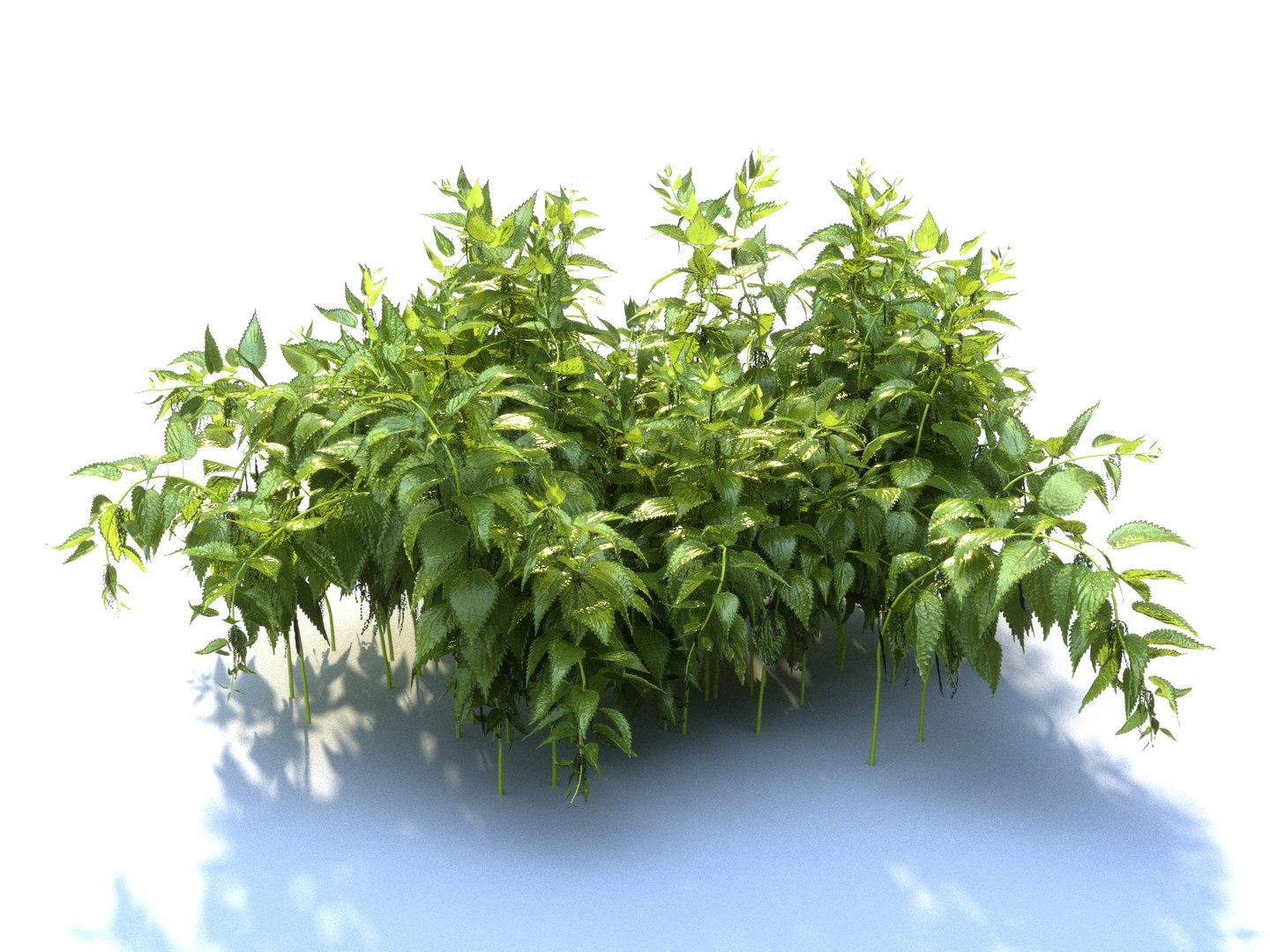 Nettle Ecosystems Pack 6 Model - TurboSquid 1312184