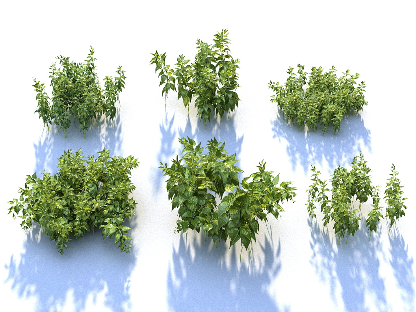 Nettle Ecosystems Pack 6 Model - TurboSquid 1312184