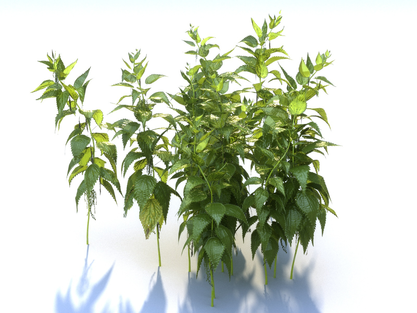 Nettle ecosystems pack 6 model - TurboSquid 1312184