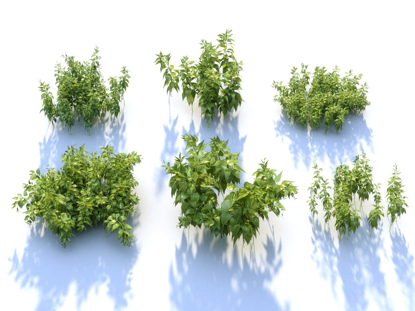 Nettle Ecosystems Pack 6 Model - TurboSquid 1312184
