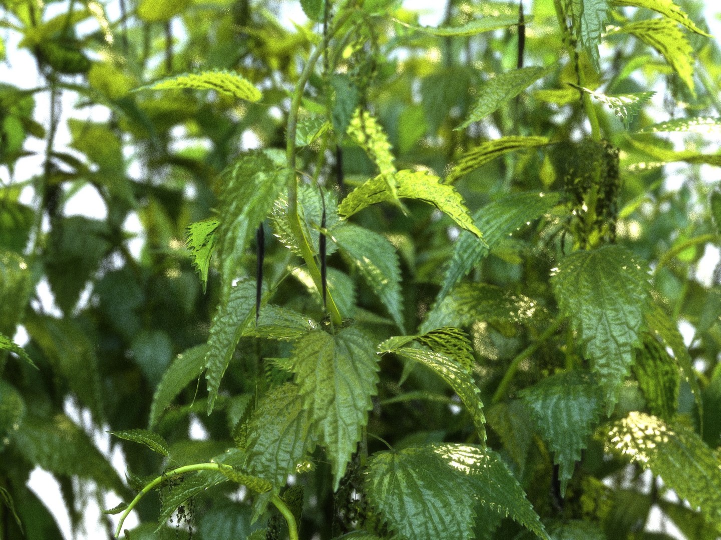 Nettle Ecosystems Pack 6 Model - TurboSquid 1312184