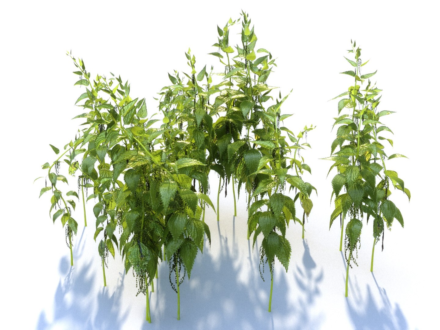Nettle Ecosystems Pack 6 Model - TurboSquid 1312184