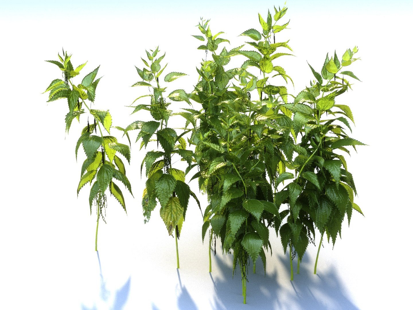 Nettle Ecosystems Pack 6 Model - TurboSquid 1312184