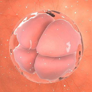3D cell stage embryo model