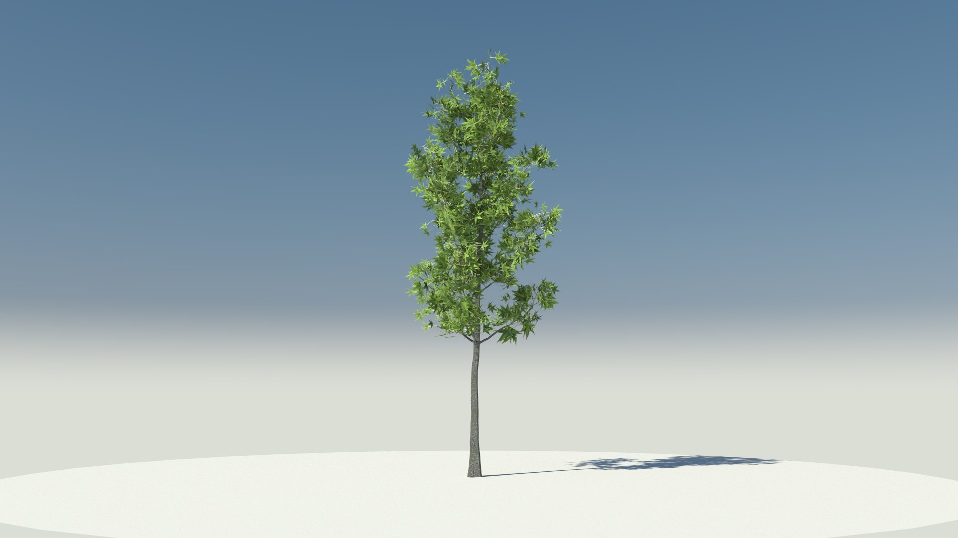 3D liquidambar styraciflua - TurboSquid 1472863