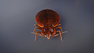 Mites 3D model