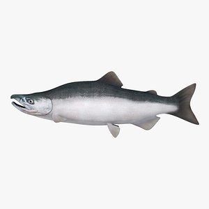 - salmon 3d model