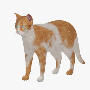 Cat White Orange Fur 3D model
