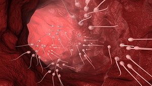 3D model sperm cells