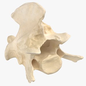 South American Coati Nasua Nasua Axis Cervical Vertebrae Bone 01 3D