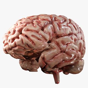 Human Brain