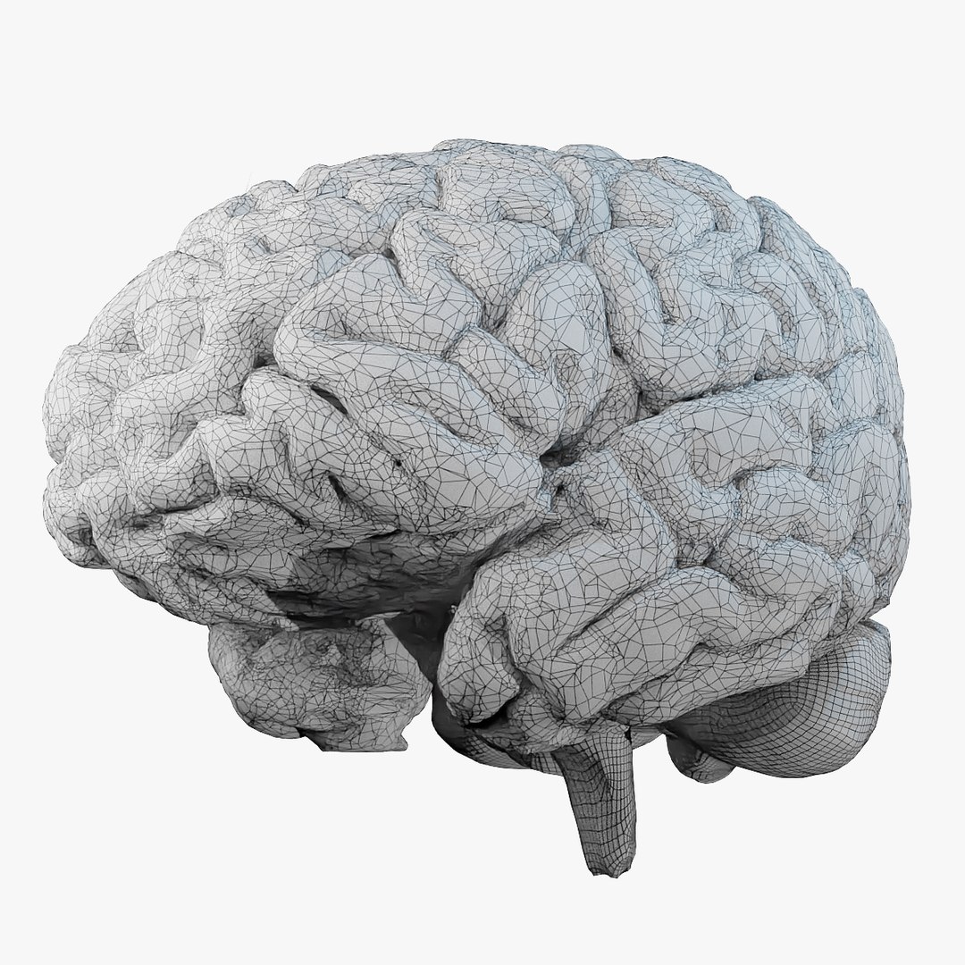 3D model human brain - TurboSquid 1528281