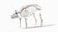 Pig Body Skeleton and Lymphatic System Static