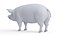 Pig Body Skeleton and Lymphatic System Static