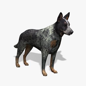 Australian Cattle Dog