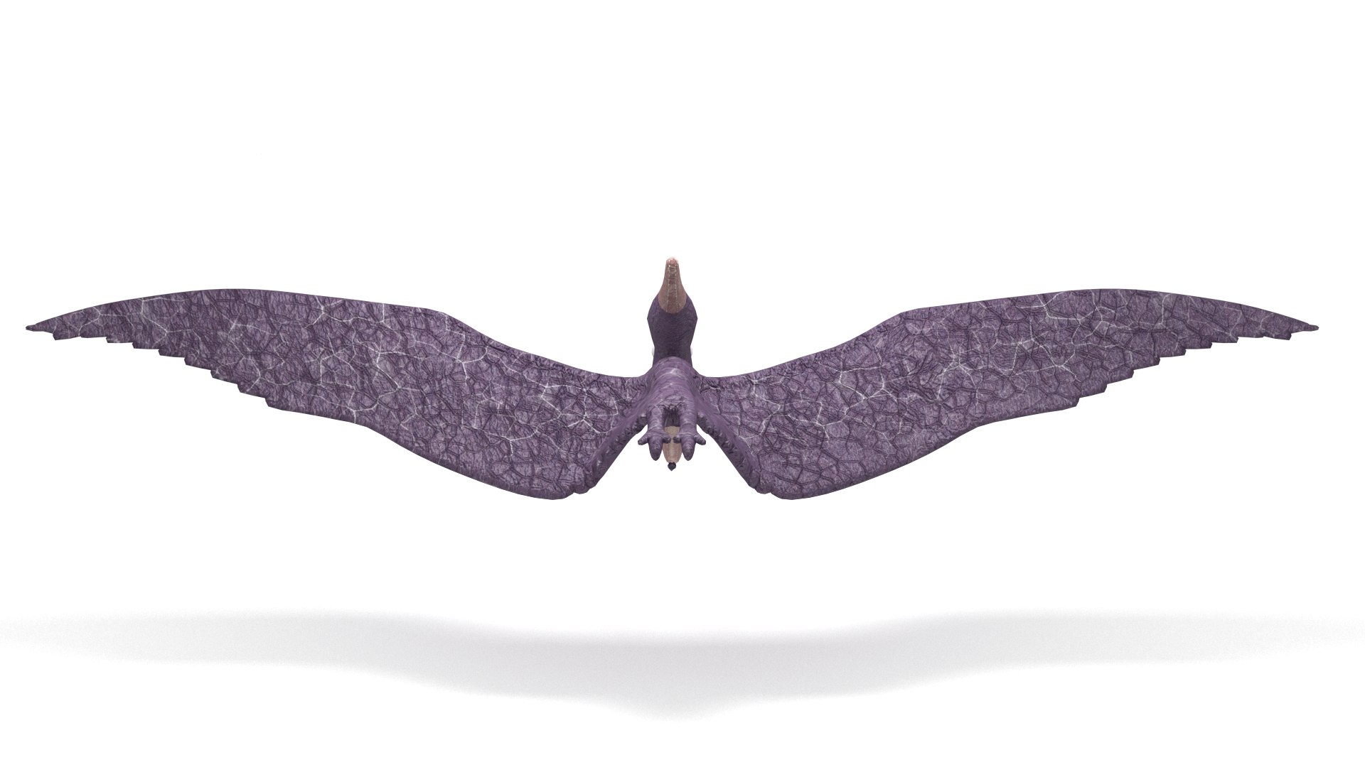 Pteranodon 3D model https://p.turbosquid.com/ts-thumb/w3/YzIram/Bc/001/jpg/1756211574/1920x1080/fit_q87/0892ba01a7411eb40d40f486d5fa1aa0582ef221/001.jpg