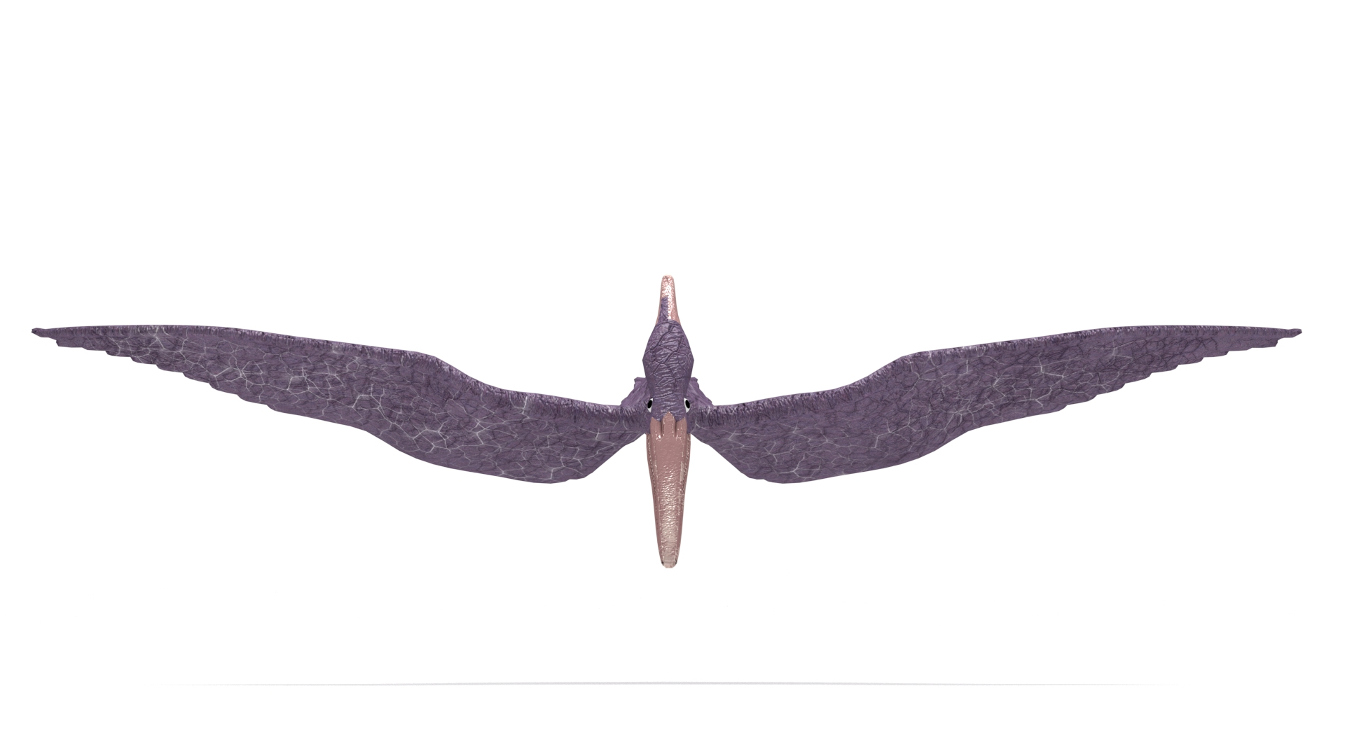 Pteranodon 3D model https://p.turbosquid.com/ts-thumb/w3/YzIram/Xf/image/jpg/1756211629/1920x1080/turn_fit_q99/8220b50c02fbe9ecff0b1bdc86a3aef2ff64e066/image-1.jpg