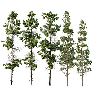 Pinus Palustris and Sphaeropteris Lepifera 3D model
