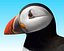 puffin