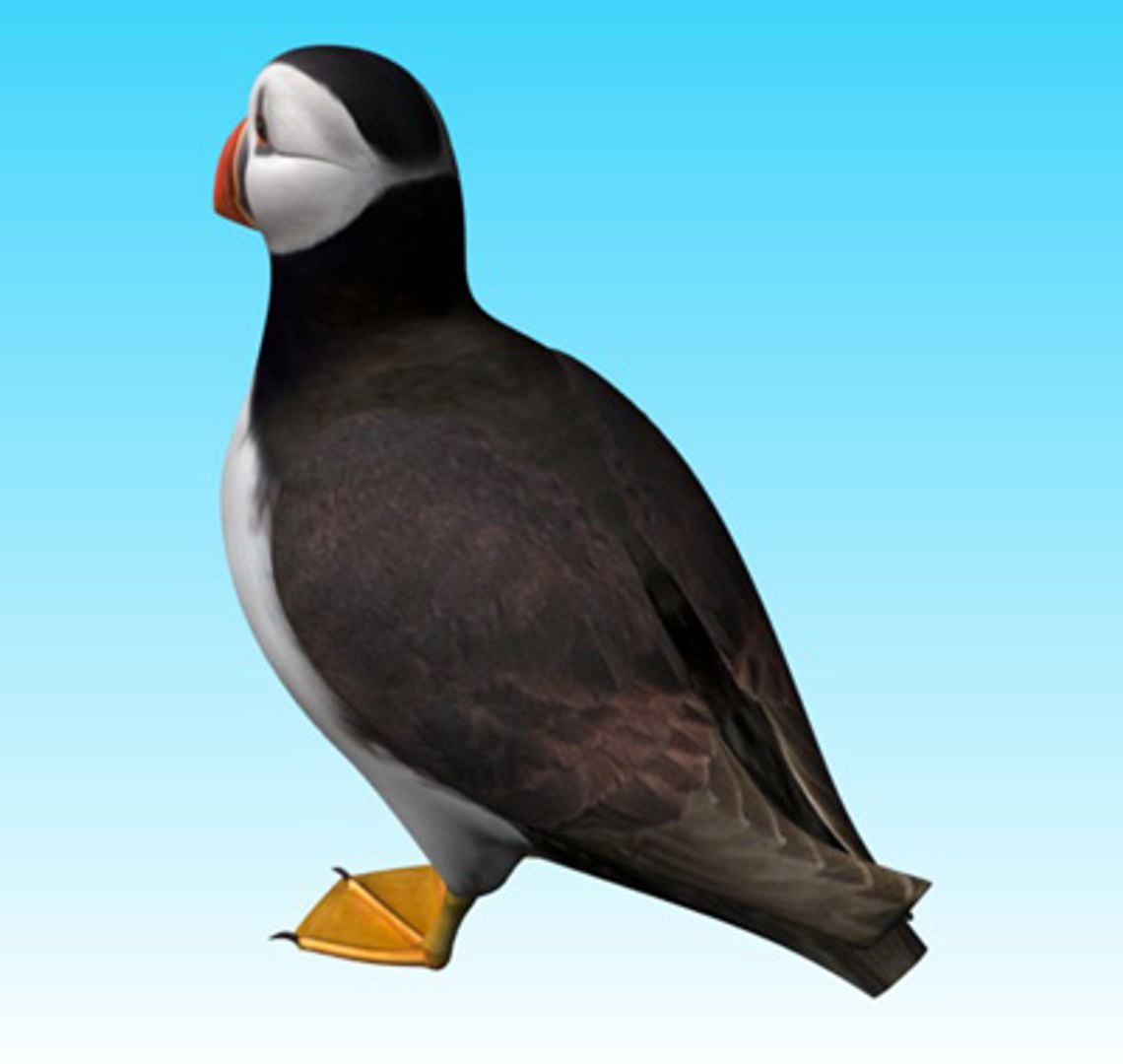 obj atlantic puffin https://p.turbosquid.com/ts-thumb/w3/gDk3Yo/KfrOoqqb/puffinpic6/jpg/1206966073/1920x1080/fit_q87/b8ab73af267b32bab5818881921ee92160296097/puffinpic6.jpg