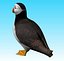 puffin