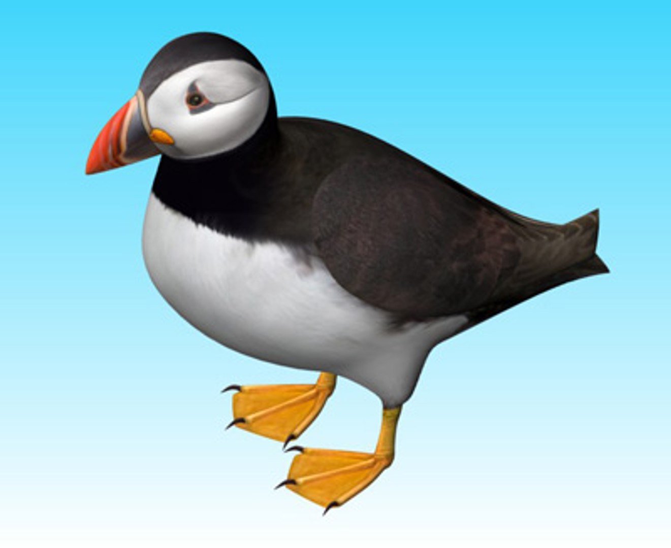 obj atlantic puffin https://p.turbosquid.com/ts-thumb/w3/gDk3Yo/PultOJvo/puffinpic8/jpg/1206966079/1920x1080/fit_q87/5c1c9ca7ec67b8420a767034a001785daef68766/puffinpic8.jpg