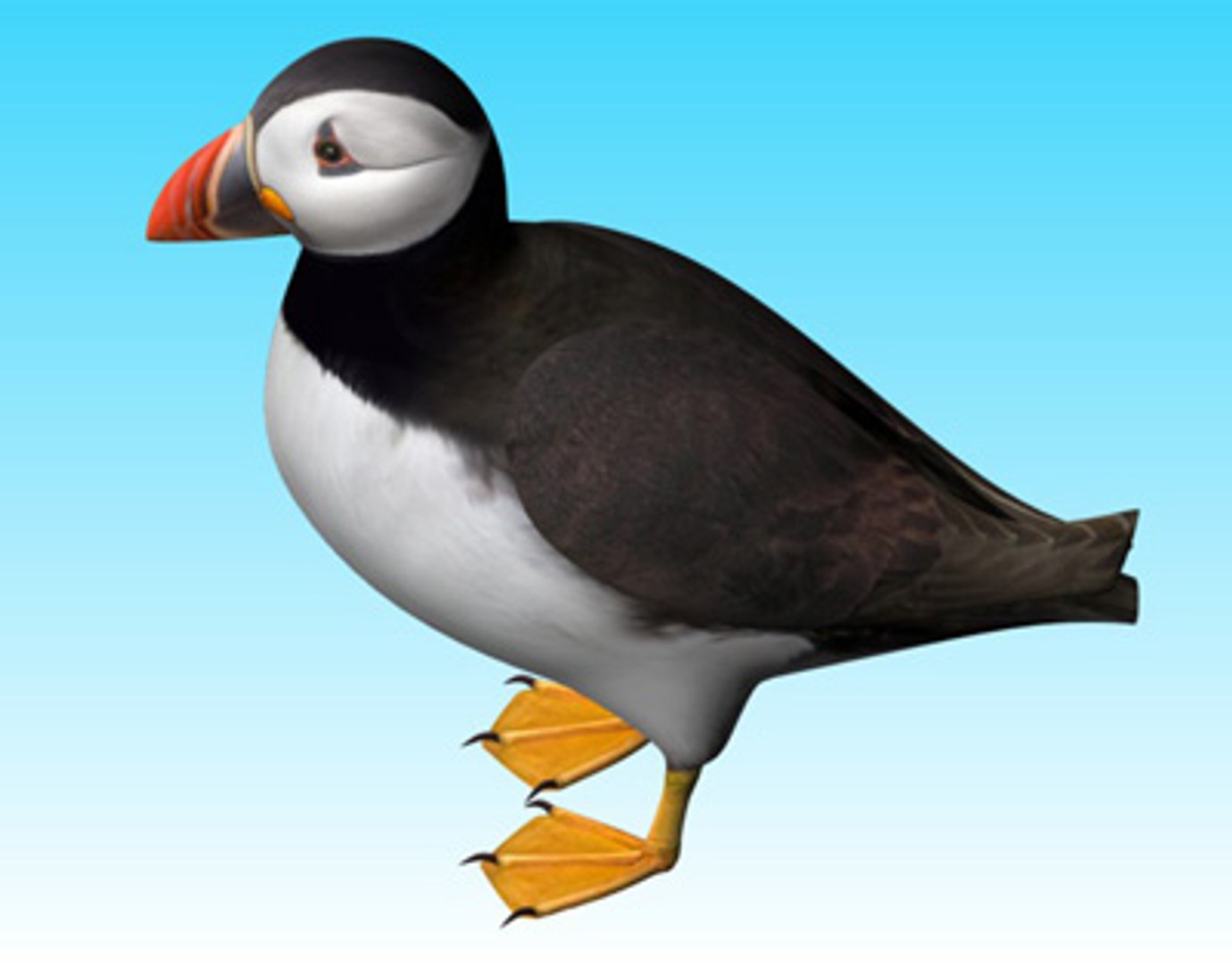 obj atlantic puffin https://p.turbosquid.com/ts-thumb/w3/gDk3Yo/XSLaYRmL/puffinpic5/jpg/1206966070/1920x1080/fit_q87/09a063accb27c1689d575c18163ffe3651aa80af/puffinpic5.jpg