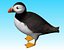 puffin