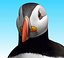 puffin
