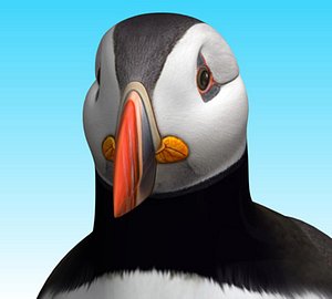 puffin