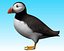 puffin