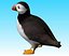 puffin