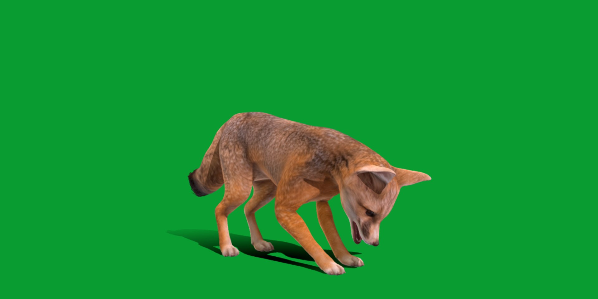 3D Kit Fox - TurboSquid 2322194