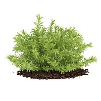 Thin Leaves Sedum Plant (Sedum album)