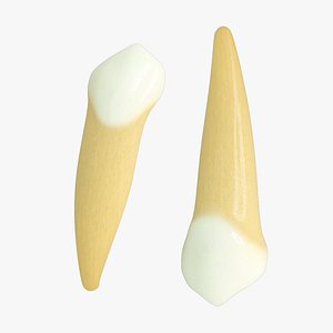 primary canines 3d model