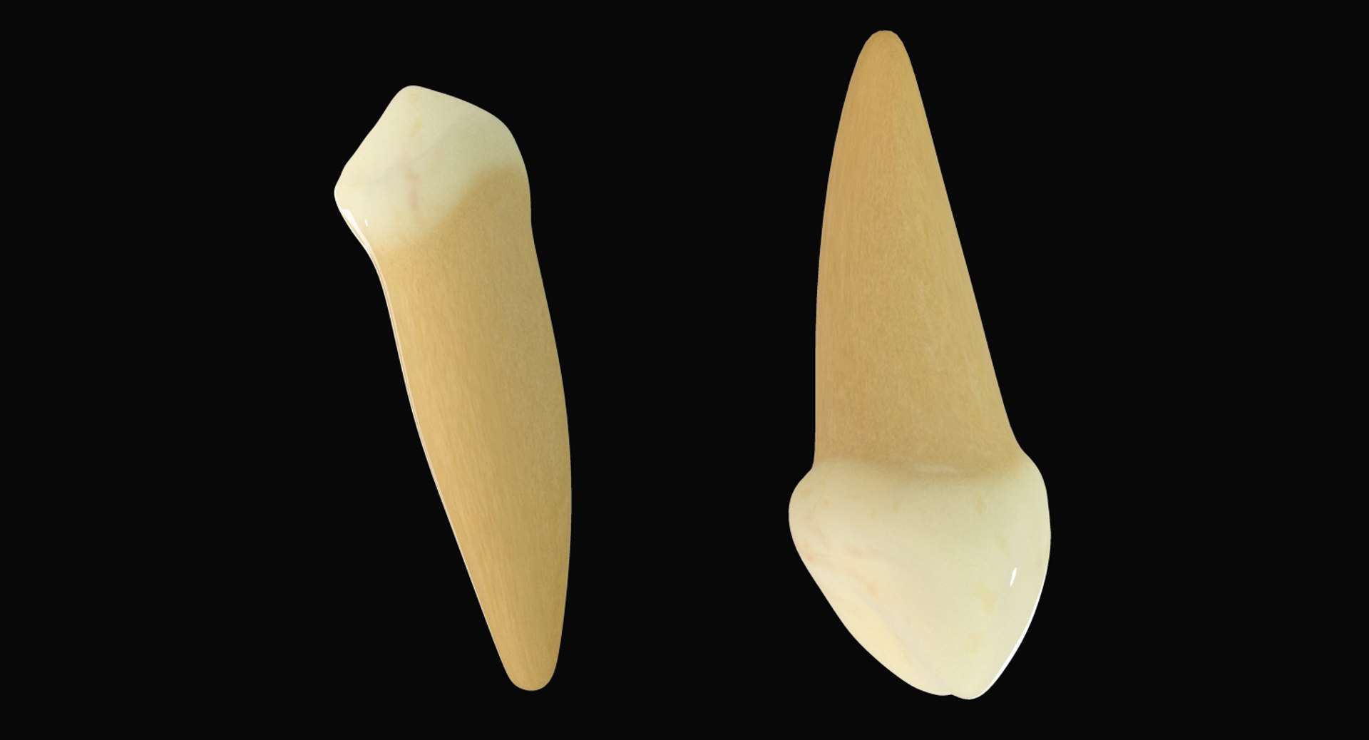 Primary Canines 3d Model