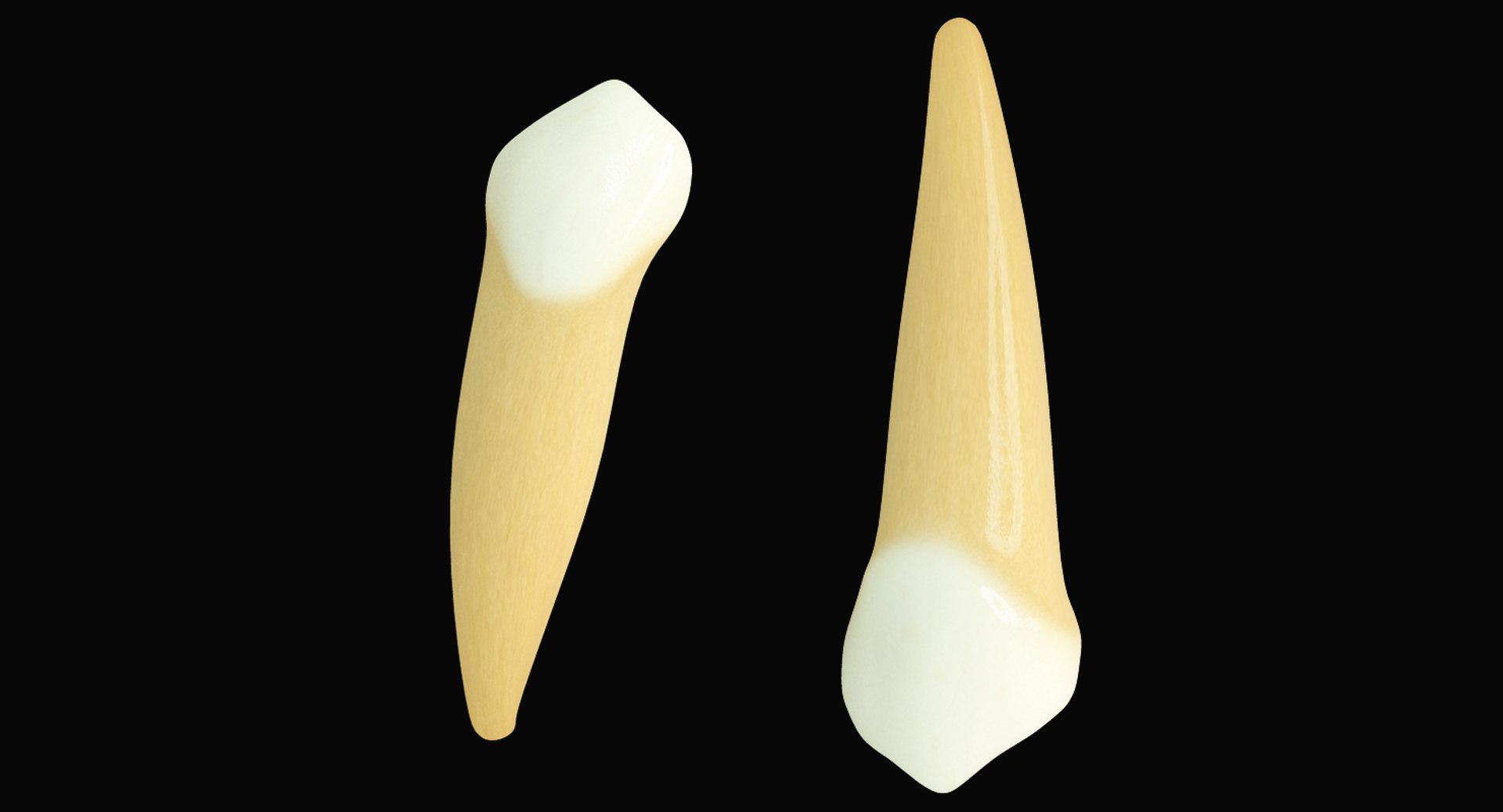 Primary Canines 3d Model