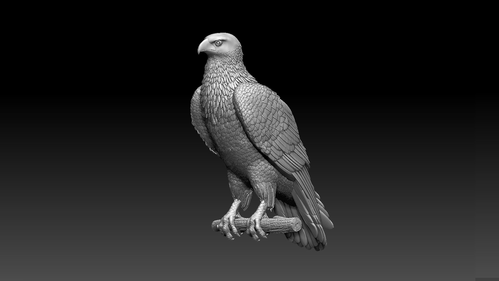 Hawk 3D - TurboSquid 1901428