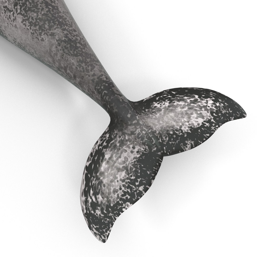 3d narwhal whale https://p.turbosquid.com/ts-thumb/w3/xQ3uda/2CXTgqu7/narwhalwhale_93/jpg/1406301112/1920x1080/fit_q87/ca2984e3c512680f48cc092fbcb7e4cd23c2aa68/narwhalwhale_93.jpg