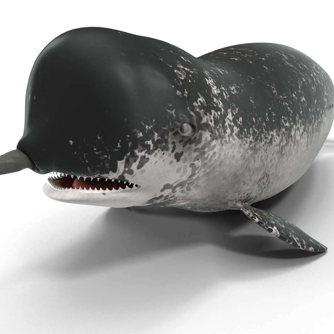 3d narwhal whale https://p.turbosquid.com/ts-thumb/w3/xQ3uda/5mlureR1/narwhalwhale_88/jpg/1406301101/1920x1080/fit_q87/24f4c9e7c2731b1c24d8bd99aa10fd9c2a473ade/narwhalwhale_88.jpg