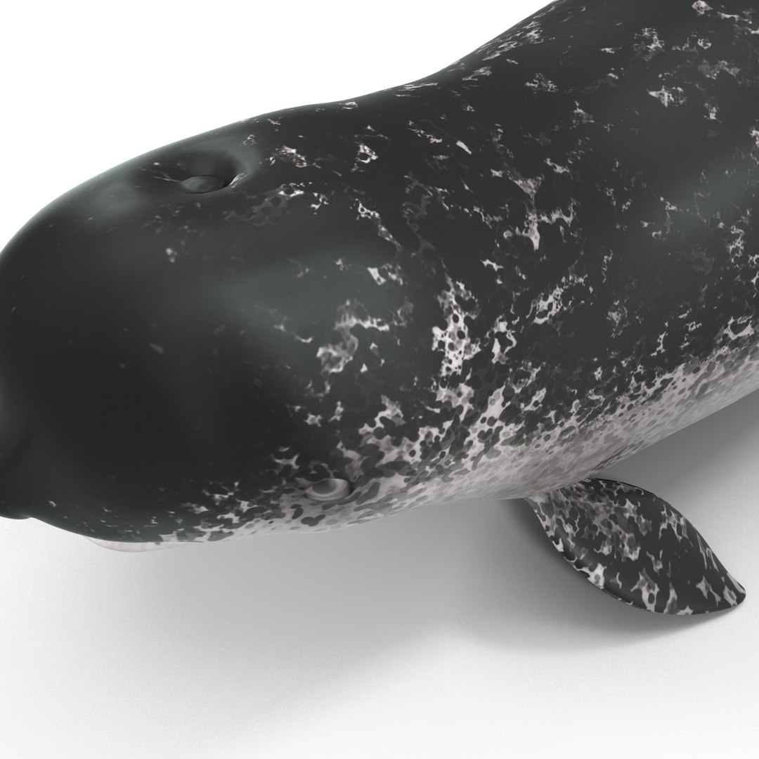 3d narwhal whale https://p.turbosquid.com/ts-thumb/w3/xQ3uda/8UGjAxLX/narwhalwhale_89/jpg/1406301054/1920x1080/fit_q87/6f91d264069d372f3bbda8b9d0b4e48c6eb972fa/narwhalwhale_89.jpg