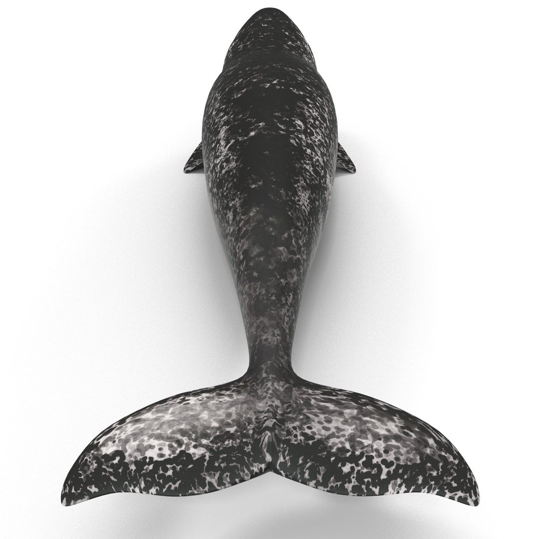 3d narwhal whale https://p.turbosquid.com/ts-thumb/w3/xQ3uda/9YYZIDiE/narwhalwhale_81/jpg/1406301089/1920x1080/fit_q87/cc5f5ec1daee0f71c5daa5ca3188204c45944991/narwhalwhale_81.jpg