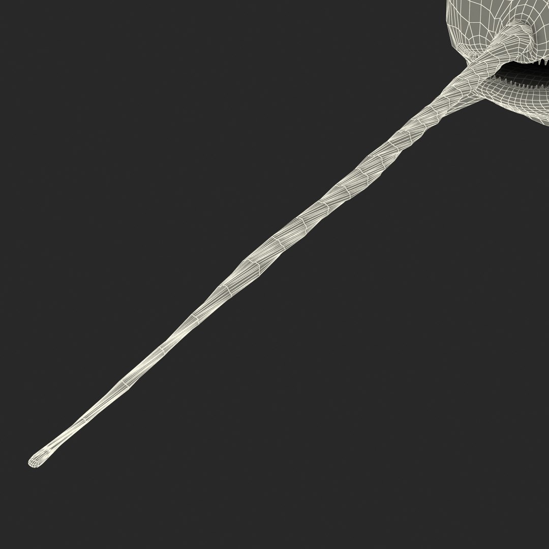3d narwhal whale https://p.turbosquid.com/ts-thumb/w3/xQ3uda/LhMpMLkz/narwhalwhale_96/jpg/1406301068/1920x1080/fit_q87/7a2a14f22d44170fff40f8cb4e9381c55a595c14/narwhalwhale_96.jpg